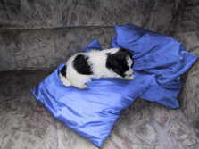 Crazy Gremlin�s Little Jo im Alter von 5 Wochen