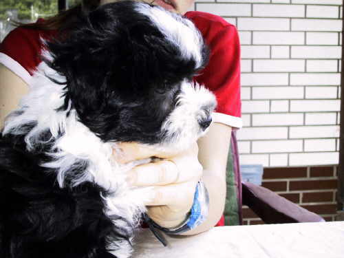 Crazy Gremlin�s Mogwai, Vater ist Crazy Gremlin�s Akira