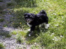 Crazy Gremlin�s Kurby im alter von 12 Wochen / Von Crazy Gremlin�s Dilaylah und Mowgli von dem L�wchenparadies