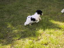 Crazy Gremlin�s Little Jo im alter von 6 Wochen