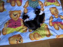 M - Wurf von Ninifee von dem L�wchenparadies und Crazy Gremlin�s Akira / im Alter von 2 Wochen