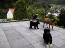 Undine mit Gizmo und K - Wurf