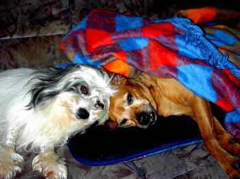Crazy Gremlin�s Akira mit Pinscherfreund Gizmo