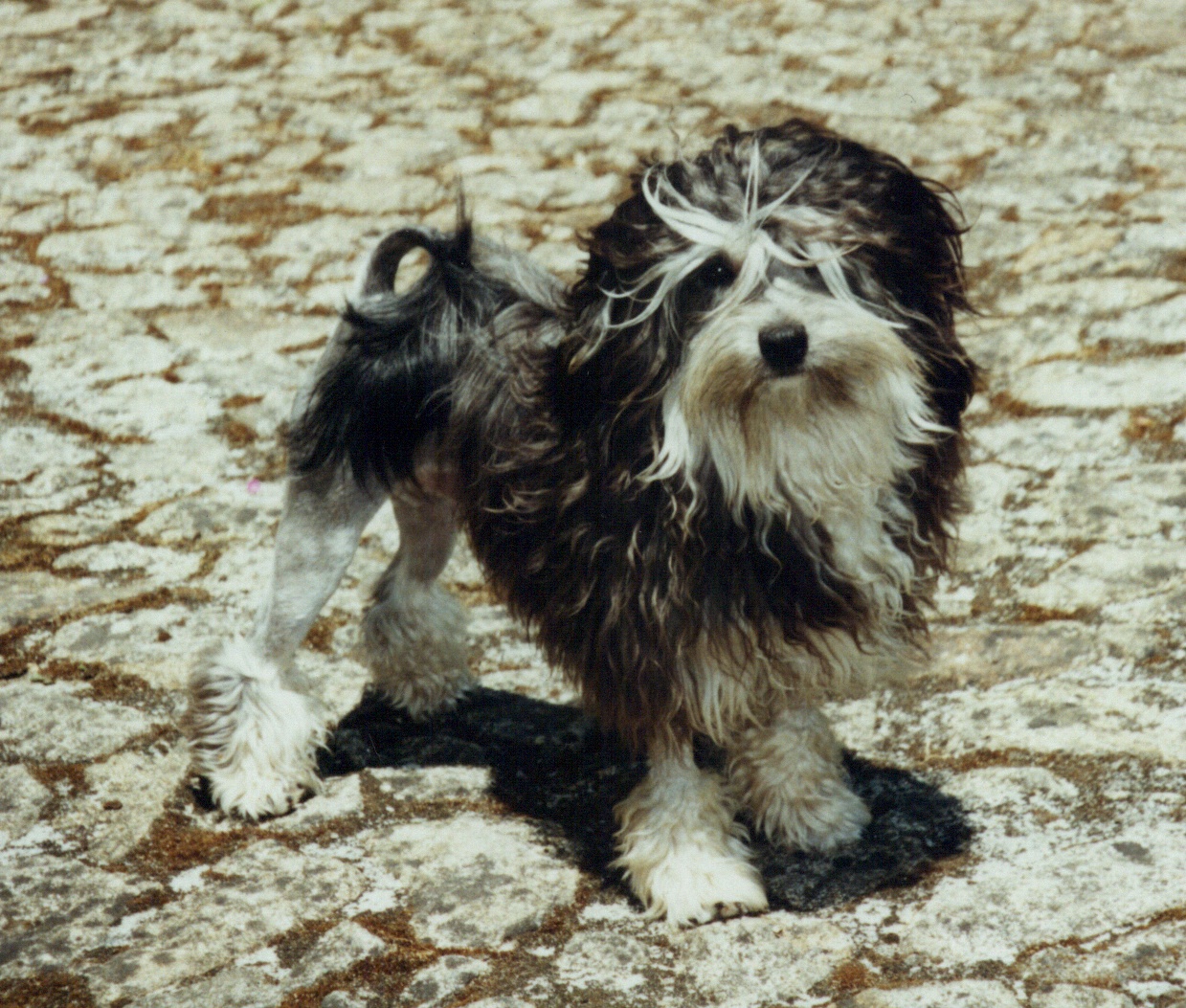Kapu - Sohn von Crazy Gremlin�s Akira